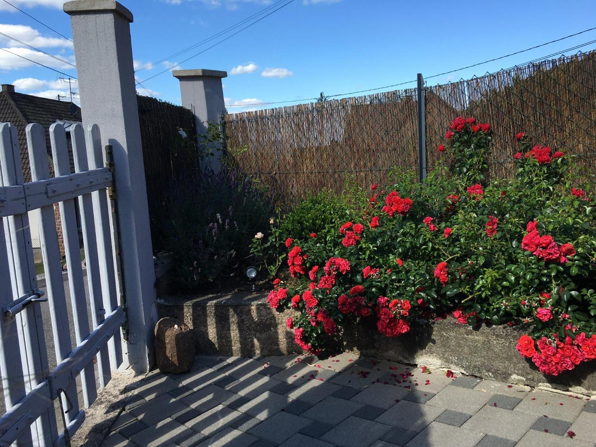 Les Magnolias En Alsace - Meuble De Tourisme 3 Etoiles Appartement Barembach Buitenkant foto