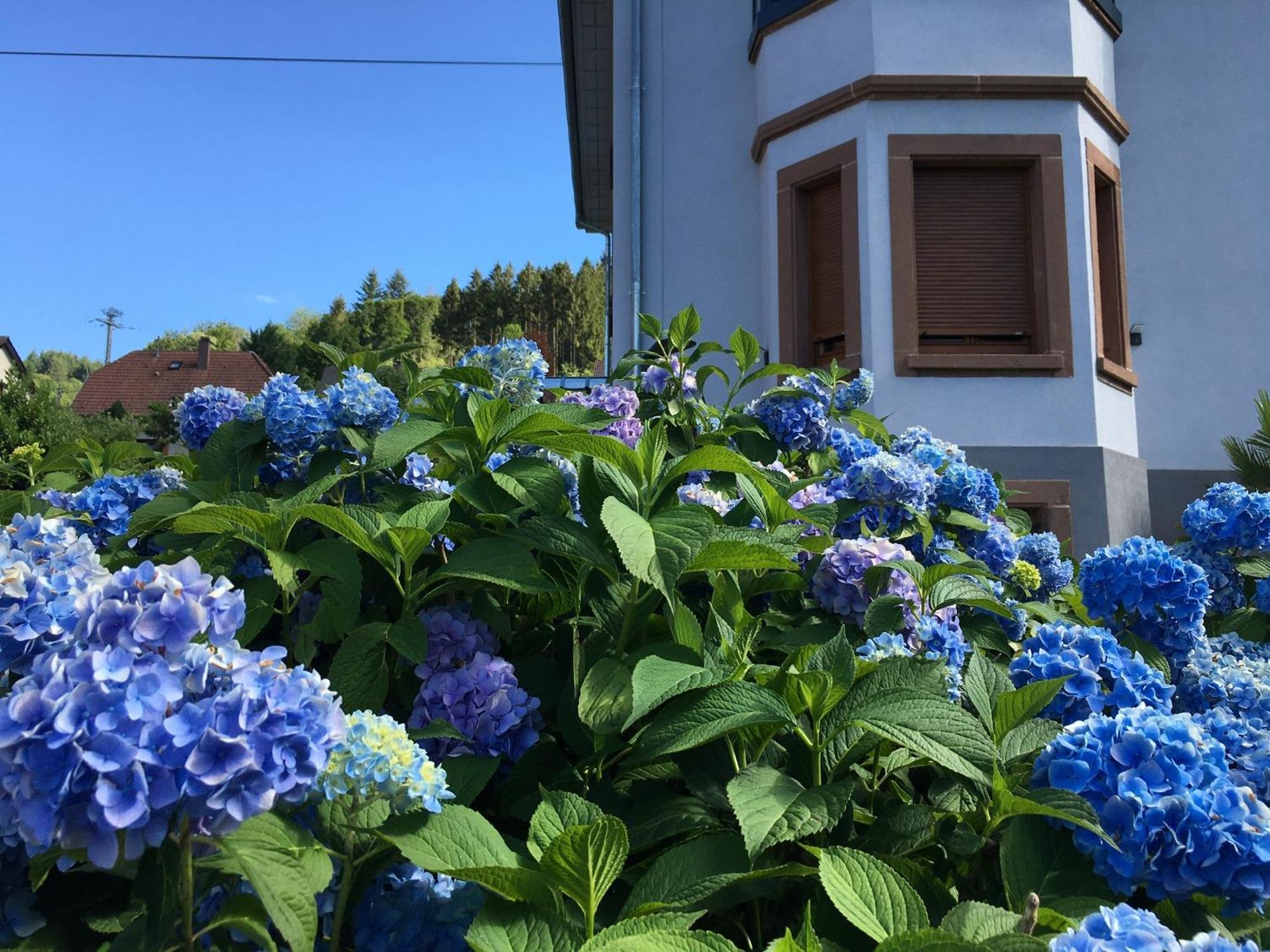 Les Magnolias En Alsace - Meuble De Tourisme 3 Etoiles Appartement Barembach Buitenkant foto