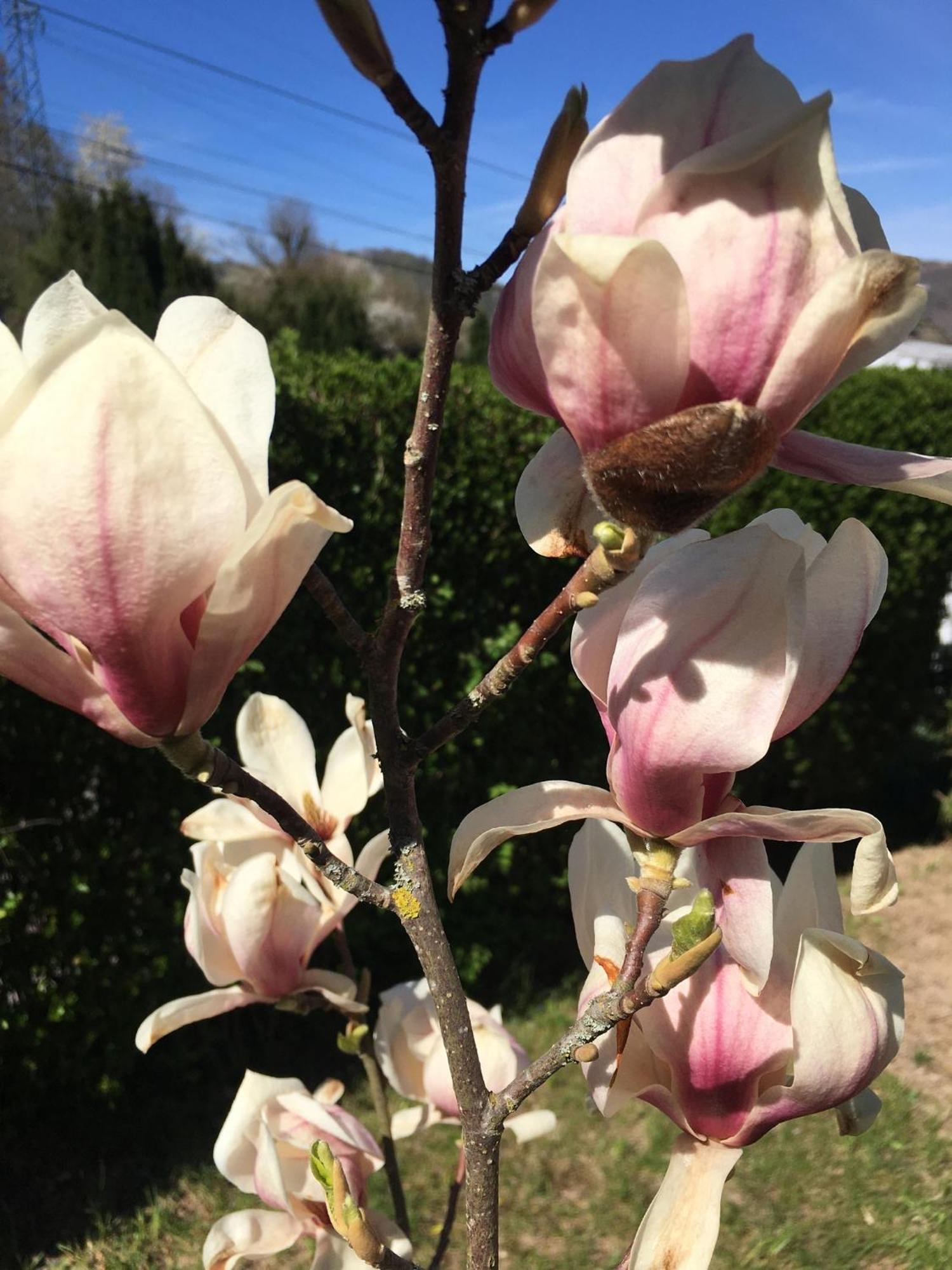 Les Magnolias En Alsace - Meuble De Tourisme 3 Etoiles Appartement Barembach Buitenkant foto