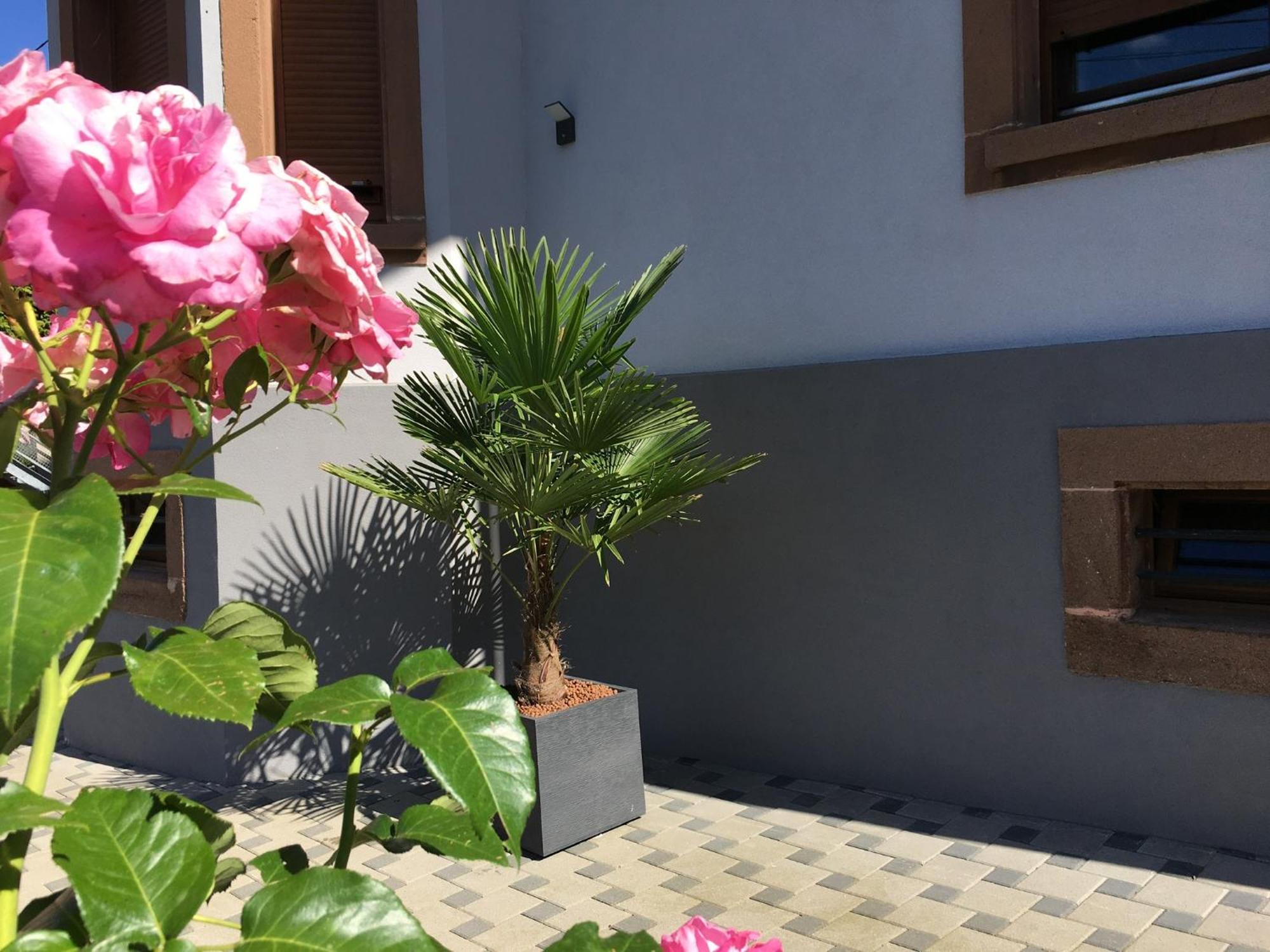 Les Magnolias En Alsace - Meuble De Tourisme 3 Etoiles Appartement Barembach Buitenkant foto